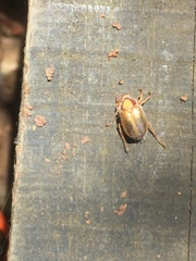 Phytholaema mutabilis