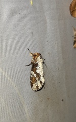 Disphragis tharis