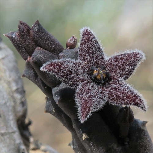 Ceropegia pruinosa