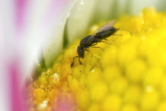 Macroglenes