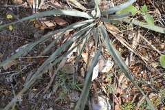 Dasylirion berlandieri