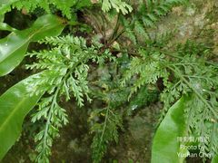 Asplenium ritoense