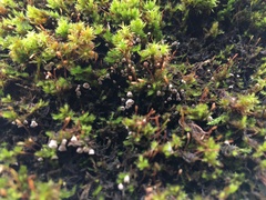 Rimbachia neckerae