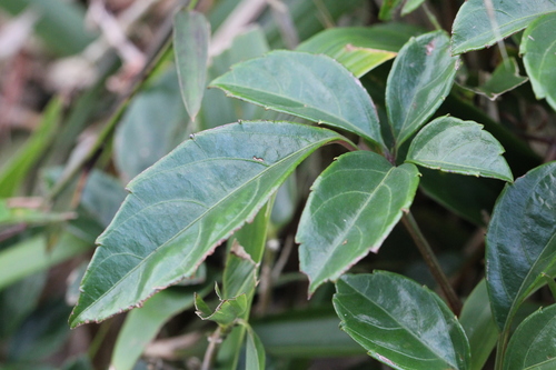 Tetrastigma planicaule, photograph 4