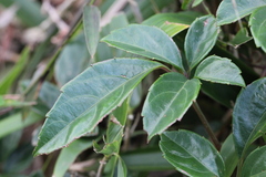 Tetrastigma planicaule