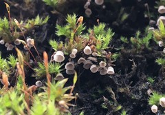 Rimbachia neckerae