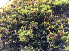 Rimbachia neckerae