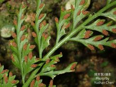 Asplenium ritoense