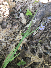 Sisyrinchium albidum