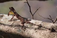 Draco maculatus maculatus