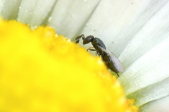 Macroglenes