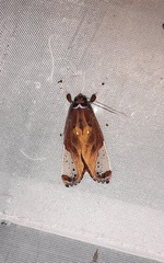 Bertholdia albipuncta