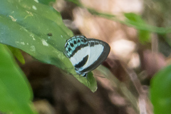 Nacaduba cyanea