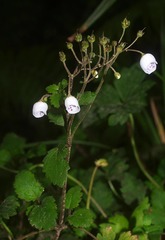 Jovellana repens