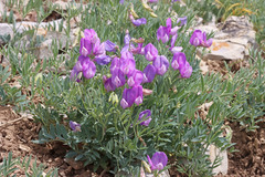 Lathyrus brachycalyx
