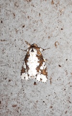 Disphragis tharis