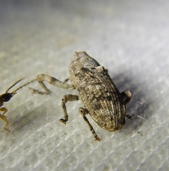 Gasterocercus depressirostris