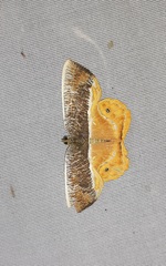 Opisthoxia branickiaria