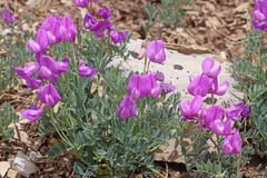 Lathyrus brachycalyx