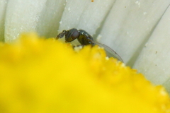 Macroglenes