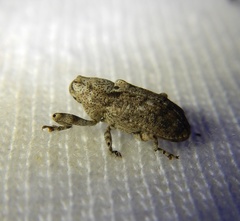 Gasterocercus depressirostris