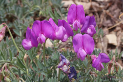 Lathyrus brachycalyx