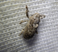 Gasterocercus depressirostris