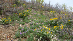 Lathyrus brachycalyx