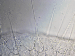 Actinosphaerium eichhornii