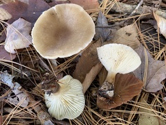 Clitocybe subclavipes