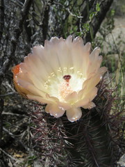 Austrocactus bertinii
