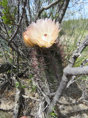 Austrocactus bertinii