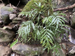 Asplenium formosae