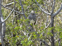 Anairetes flavirostris