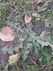 Taraxacum officinale