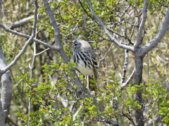 Anairetes flavirostris