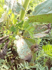 Uromyces viciae-fabae