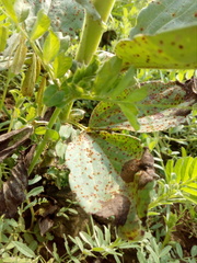 Uromyces viciae-fabae