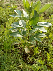 Uromyces viciae-fabae