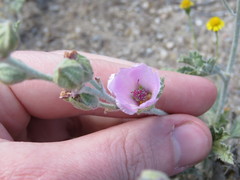 Sphaeralcea purpurata