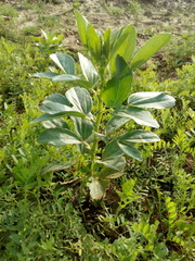 Uromyces viciae-fabae