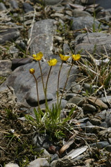 Ranunculus pulchellus