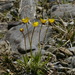Ranunculus pulchellus - Photo (c) Pyak Andrei, algunos derechos reservados (CC BY-NC), uploaded by Pyak Andrei
