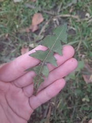 Taraxacum officinale