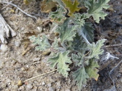 Sphaeralcea purpurata
