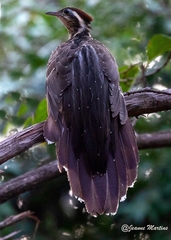 Dromococcyx phasianellus