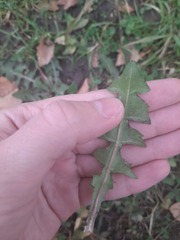 Taraxacum officinale