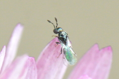 Macroglenes