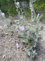 Sphaeralcea purpurata