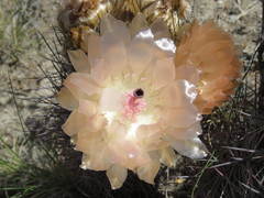 Austrocactus bertinii